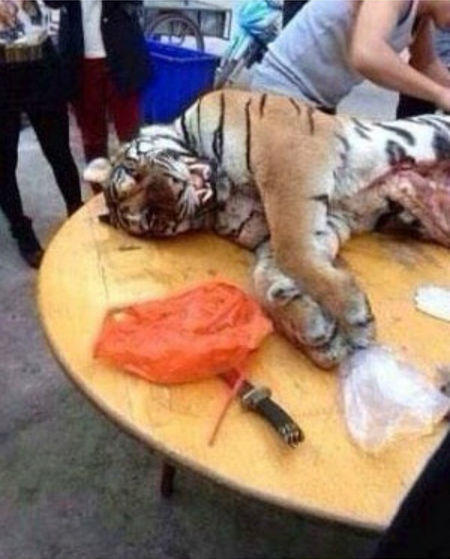 Безжалостное убийство тигров в Китае